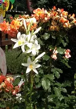 Madonnen Rose.webp