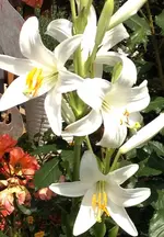 Madonnenlilie.webp
