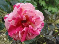 002.webp