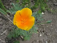 008.webp
