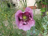 010.webp