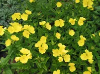 005.webp