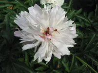 011.webp