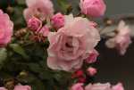 Rose rosa_150614.jpg