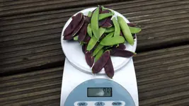 DSCF2475.webp