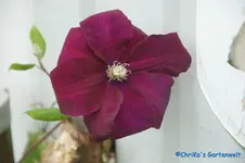 C. Niobe.webp