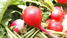 DSCF2538.webp