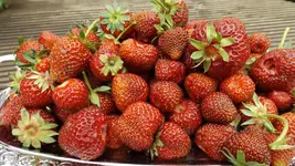 DSCF2470.webp