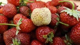 DSCF2473.webp