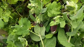 DSCF2455.webp