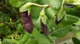 DSCF2457.webp
