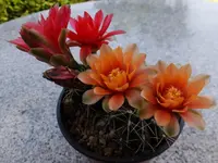 DSCF9249.webp