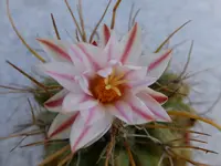 DSCF9012.webp