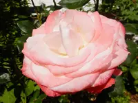 DSCF9264.webp