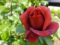 DSCF9317.webp