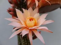 DSCF9301.webp