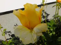 DSCF9320.webp