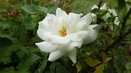 DSCF2479.webp