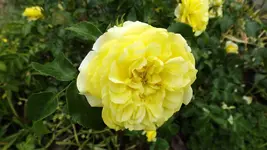 DSCF2481.webp
