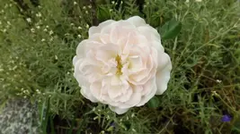 DSCF2483.webp