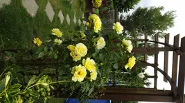 DSCF2485.webp