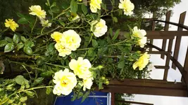 DSCF2486.webp