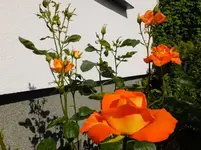 DSCF9322.webp