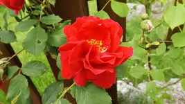 DSCF2490.webp