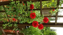 DSCF2492.webp