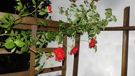 DSCF2493.webp