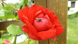 DSCF2499.webp