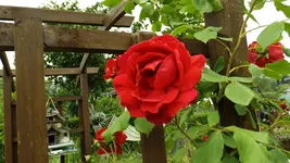 DSCF2500.webp