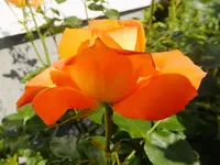 DSCF9324.webp