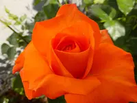 DSCF9325.webp