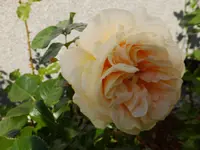 DSCF9331.webp