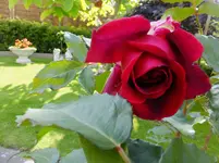 DSCF9343.webp
