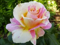 DSCF9344.webp