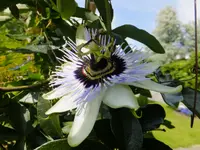 DSCF9276.webp