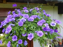 DSCF9283.webp