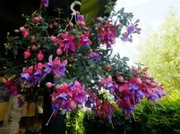 DSCF9288.webp