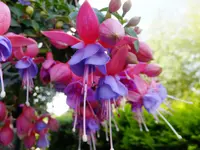 DSCF9291.webp