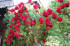 IMG_6455.webp