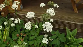 DSCF2443.webp