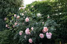 IMG_6523.webp