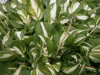 P6140340.webp