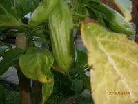 P6140344.webp