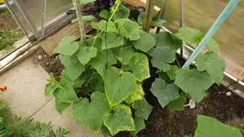 DSCF2445.webp