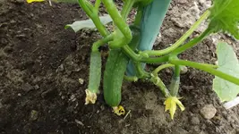DSCF2446.webp