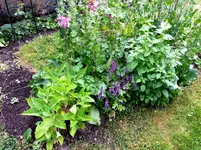 2015-06-13    Nutz- und Blütenpflanzen für  Insektenhotel.webp