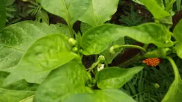 DSCF2449.webp